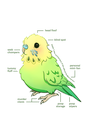 Discovery splash banner for The Official Budgie Server Discord server