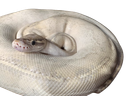 Discovery splash banner for Ball Pythons Discord server