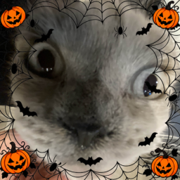 Discovery icon for Spooky Ornella Community •「.gg/kitcat」 Discord server